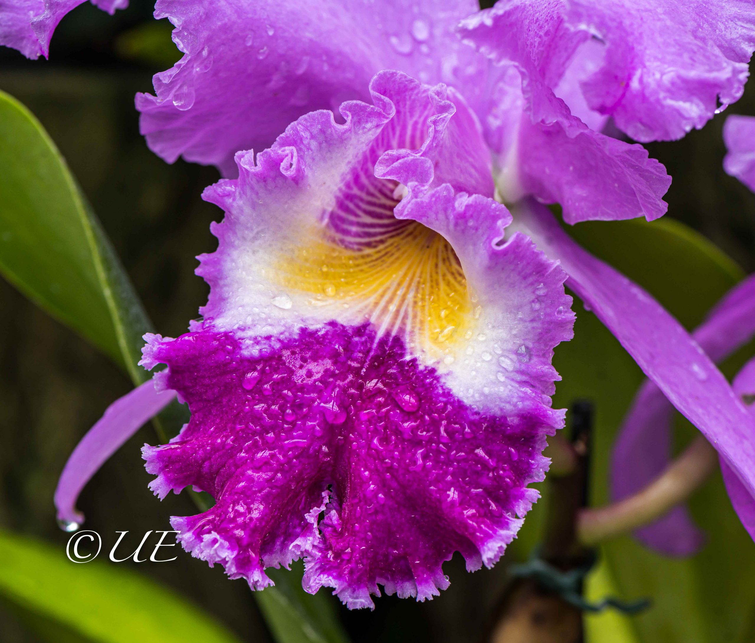 Versuch eine Orchidee zu fotografieren